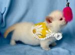 Blue eyed baby boy Limonchik munchkin short legs - Munchkin Kitten For Sale - TX&comma; US
