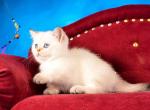 Blue eyed baby girl Cleopatra munchkin short legs - Munchkin Kitten For Sale - TX&comma; US