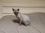 Tucker - Sphynx Kitten For Sale - 