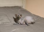 Tucker - Sphynx Kitten For Sale - Hagerstown&comma; MD&comma; US
