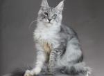 Efrat male - Maine Coon Kitten For Sale - Las Vegas&comma; NV&comma; US