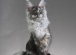 Anabel female - Maine Coon Kitten For Sale - Dallas&comma; TX&comma; US