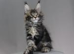 King of The Ring male - Maine Coon Kitten For Sale - Las Vegas&comma; NV&comma; US