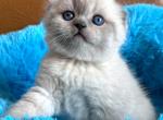 Ozzy - Scottish Fold Kitten For Sale - Miami&comma; FL&comma; US