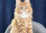 Fairfax Polydactyl - Maine Coon Kitten For Sale - Miami&comma; FL&comma; US