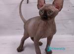 Stas - Sphynx Kitten For Sale - Miami&comma; FL&comma; US