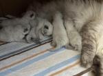 STELLA AND TUBIC NEW LITTER - Siberian Kitten For Sale - Bonita Springs&comma; FL&comma; US