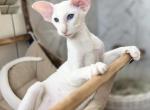 Snezhinka - Oriental Kitten For Sale - Pembroke Pines&comma; FL&comma; US