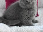 Parker - Scottish Straight Kitten For Sale - Carmichael&comma; CA&comma; US