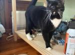 Sweet Pea - Domestic Cat For Adoption - Marietta&comma; GA&comma; US