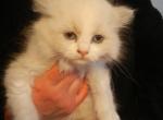 Little Ragdoll Girl - Ragdoll Kitten For Sale - Souderton&comma; PA&comma; US