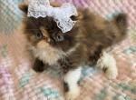 Chocolate Calico Exotic Longhair - Exotic Kitten For Sale - Oklahoma City&comma; OK&comma; US