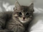 Jasper - Siberian Kitten For Sale - Hingham&comma; MA&comma; US