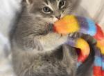 Mila - Siberian Kitten For Sale - Hingham&comma; MA&comma; US