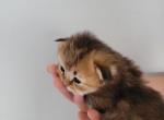 Kitten - Scottish Straight Kitten For Sale - Edgewood&comma; WA&comma; US