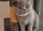 Pumpkin - British Shorthair Kitten For Sale - Paterson&comma; NJ&comma; US