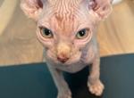 Sphynx Kitten - Sphynx Kitten For Sale - NC&comma; US