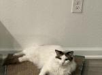 Astro - Ragdoll Cat For Sale - Kissimmee&comma; FL&comma; US