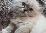 Pinky - Ragdoll Kitten For Sale - Chesapeake&comma; VA&comma; US
