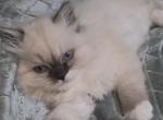 Scarlett - Ragdoll Kitten For Sale - Chesapeake&comma; VA&comma; US