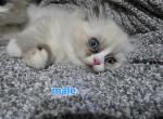 Rocky - Ragdoll Kitten For Sale - Chesapeake&comma; VA&comma; US
