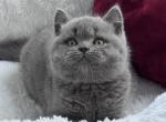 Parker - Scottish Fold Kitten For Sale - Miami&comma; FL&comma; US