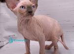 Santana - Sphynx Kitten For Sale - Miami&comma; FL&comma; US
