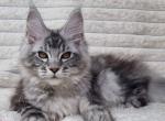 Olivia - Maine Coon Kitten For Sale - Miami&comma; FL&comma; US