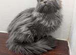 Blue Smoke Male - Maine Coon Kitten For Sale - West Lafayette&comma; OH&comma; US