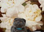 Simba - Scottish Fold Kitten For Sale - Philadelphia&comma; PA&comma; US