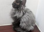 Black Smoke Male pending - Maine Coon Kitten For Sale - West Lafayette&comma; OH&comma; US