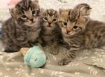 Litter of 5 - Bengal Kitten For Sale - Raeford&comma; NC&comma; US