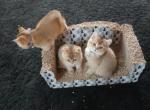 Sandy - Scottish Straight Kitten For Sale - 