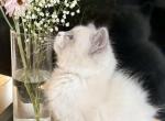 Purebred Male Ragdoll kitten - Ragdoll Kitten For Sale - 