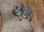 William - European Shorthair Kitten For Adoption - Los Angeles&comma; CA&comma; US