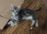 Potatoes - European Shorthair Kitten For Adoption - Los Angeles&comma; CA&comma; US