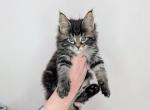 Thunder - Maine Coon Kitten For Sale - Berlin&comma; MD&comma; US
