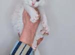 Cloud - Maine Coon Kitten For Sale - Berlin&comma; MD&comma; US