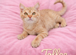 Toffee - Munchkin Kitten For Sale - Neosho&comma; MO&comma; US