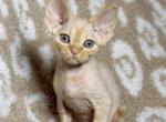 Mia - Devon Rex Kitten For Sale - Homer&comma; IL&comma; US
