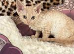 Jillie - Devon Rex Kitten For Sale - Homer&comma; IL&comma; US