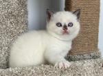 Scottish straight girl with blue eyes - Scottish Straight Kitten For Sale - Shakopee&comma; MN&comma; US