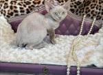 Jax - Devon Rex Kitten For Sale - Homer&comma; IL&comma; US