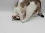 Chocolate spotted bicolor British shorthair boy - British Shorthair Kitten For Sale - Spokane&comma; WA&comma; US