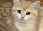 Ginger - British Shorthair Kitten For Sale - Clifton&comma; VA&comma; US