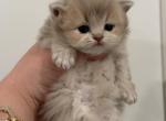 Celesta - British Shorthair Kitten For Sale - Matthews&comma; NC&comma; US