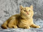 MARKUS - British Shorthair Kitten For Sale - Brisbane&comma; CA&comma; US