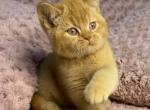 MAYA - British Shorthair Kitten For Sale - Brisbane&comma; CA&comma; US