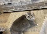 Mujji - Ragdoll Kitten For Sale - 