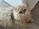 Melu - British Shorthair Kitten For Adoption - FL&comma; US